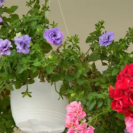 特兰兹提酒店 3*