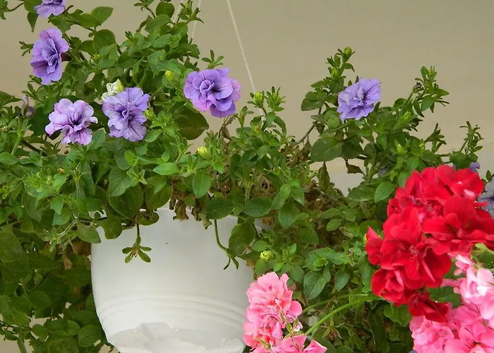 特兰兹提酒店 3*