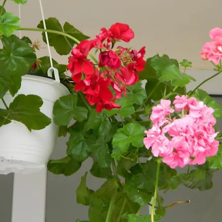 Ξενοδοχείο Tranzzit 3*